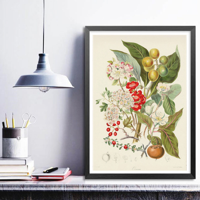 Botanik Koleksiyonu, Vintage P - Vintage Collectible Posters incelemesi ve fiyatı