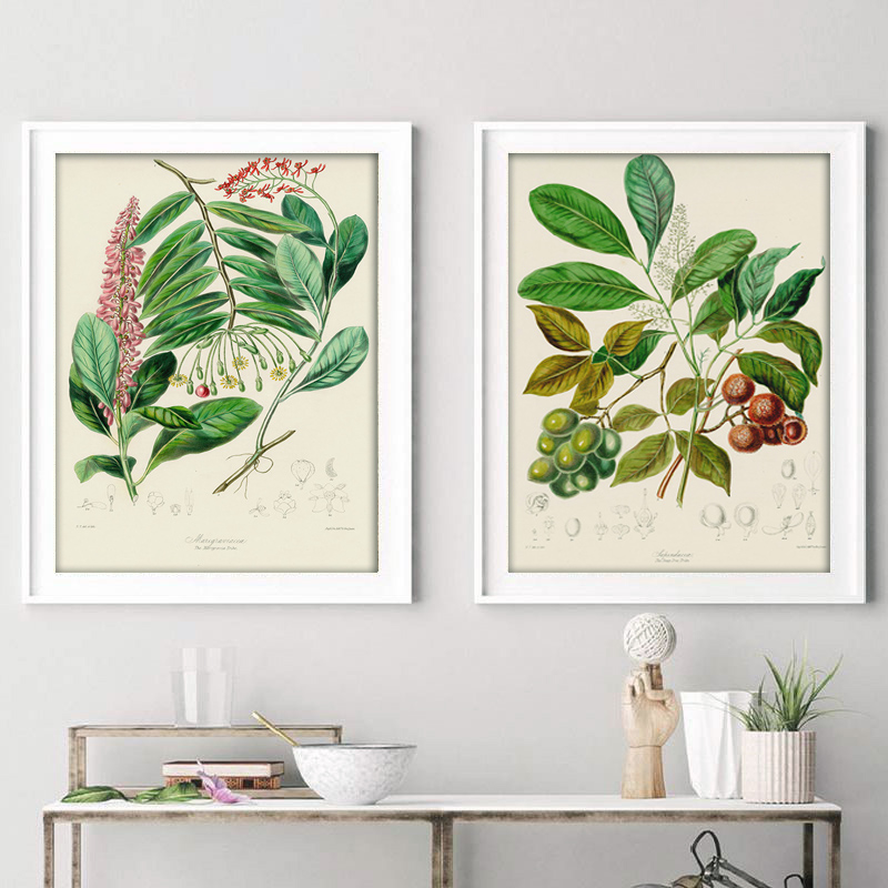 Botanik Koleksiyonu, Vintage P - Vintage Collectible Posters incelemesi ve fiyatı